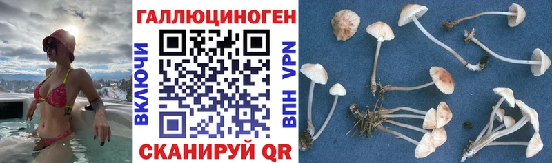 omg ТОР  закладки  Орехово-Зуево  Псилоцибиновые грибы GOLDEN TEACHER 